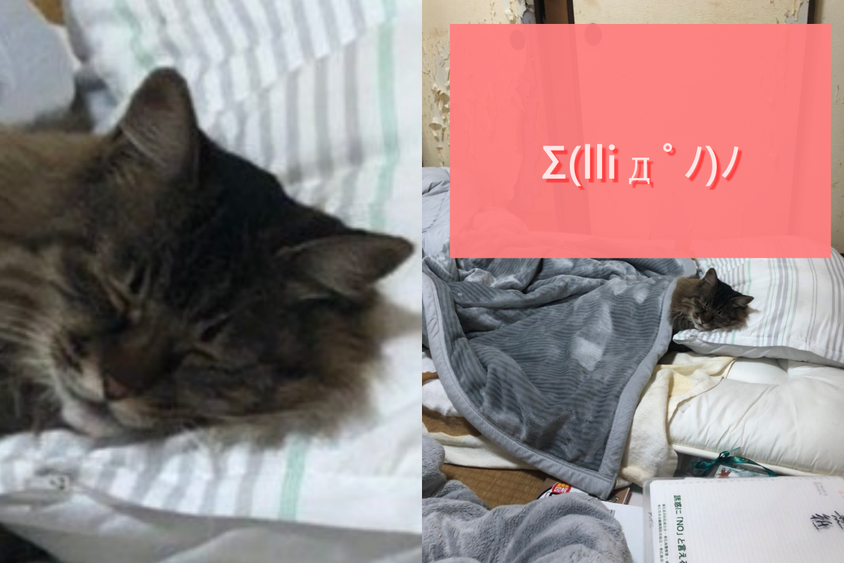 ▲詢問老家貓皇過得如何？父母傳來生活照：心情很複雜。（圖／Twitter＠kuronekosk8）