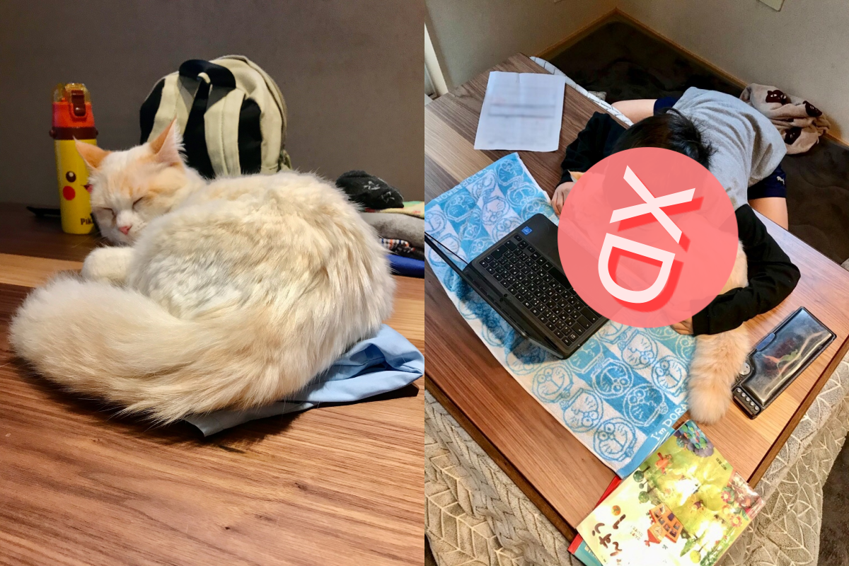 兒子在家上遠距教學，旁邊「壞同學們」輪番打擾！（圖／Twitter＠omochi_nam01）