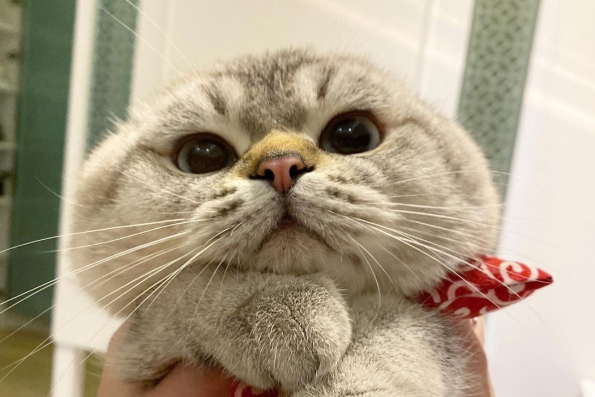 泰國一隻可愛的貓咪擁有超豐滿的腮幫子（圖／IG@asher_oden）