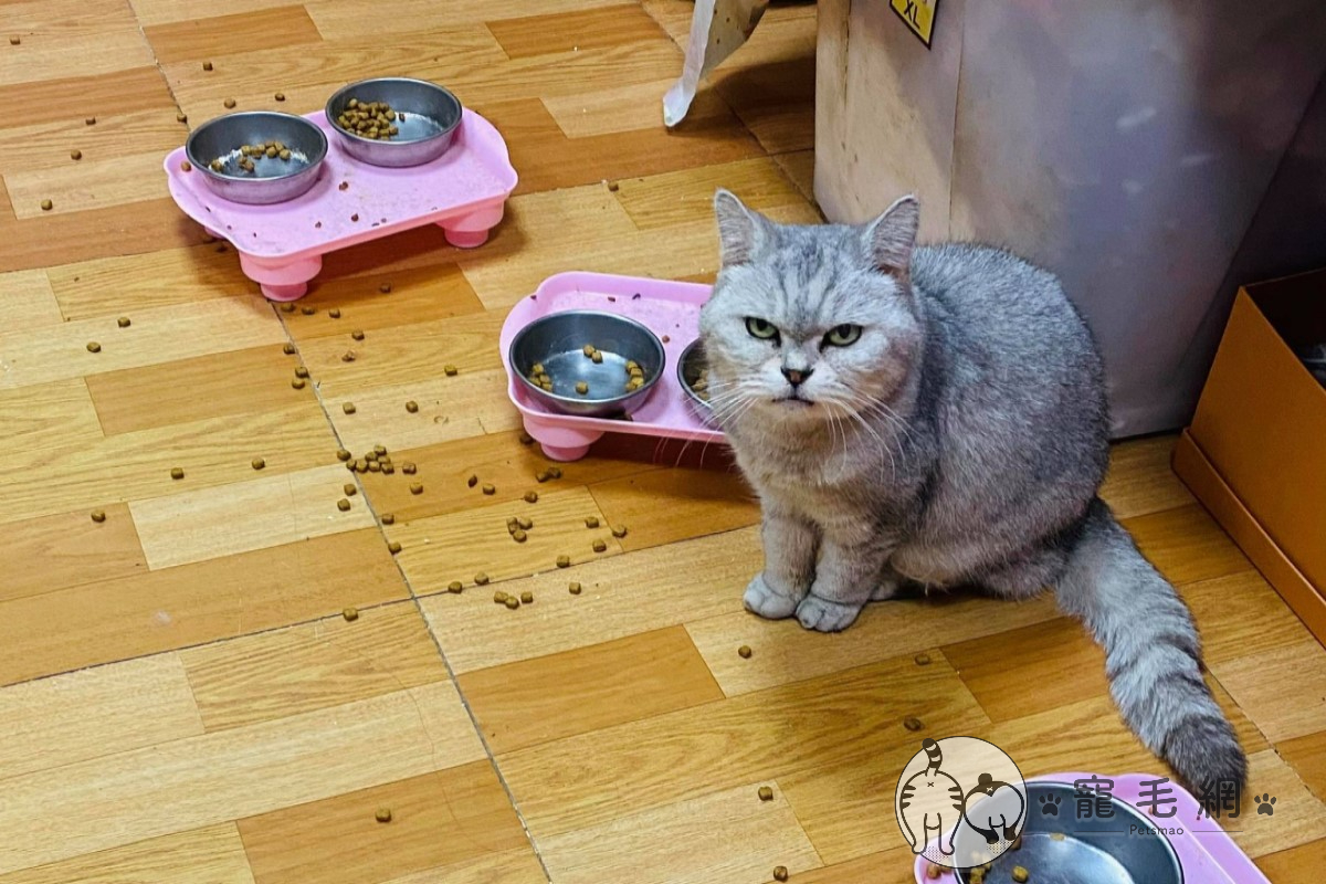 高齡貓「妹妹」將原本的舊飼料呸滿地（圖／網友Terra Su授權提供）