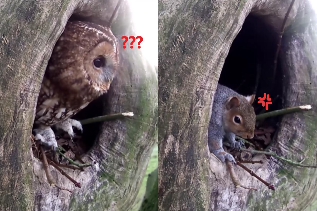 松鼠與貓頭鷹分別在不同時段使用同一個樹洞（圖／翻攝自YT@Robert E Fuller）