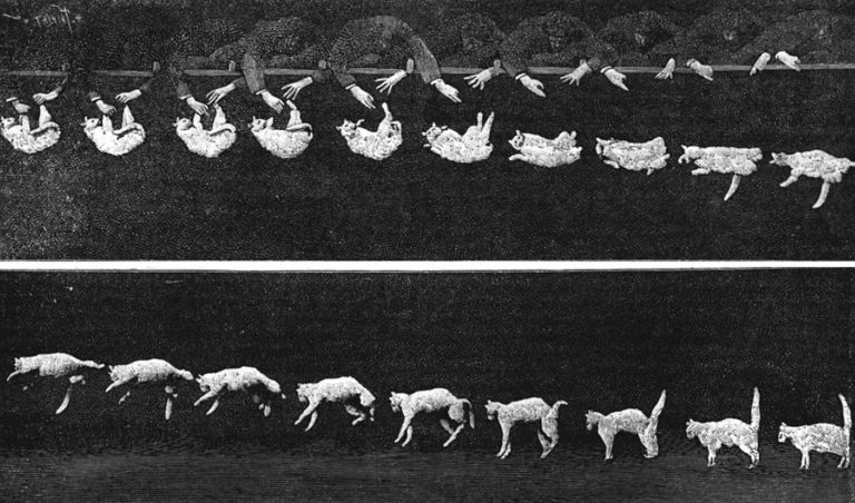 幫貓咪拍照就可以登上Nature，有貓就給讚！（圖／Photographs of a tumbling cat. Nature. 1894, 51 (1308): 80–81）
