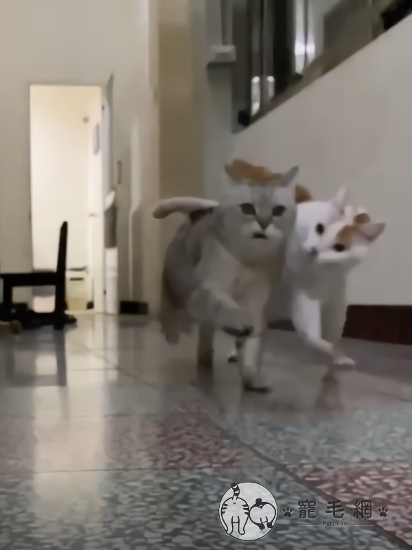 影／兩隻貓咪走廊狂奔　慢動作看奴笑：在玩「兩貓三腳」？