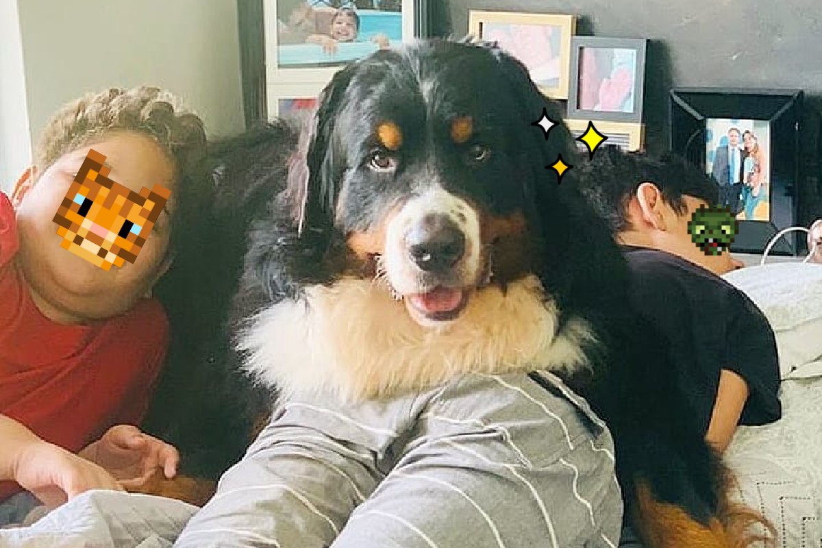 小主人不起床，狗狗使出「泰山壓頂」！（圖／Instagram＠bernesemontanhes）