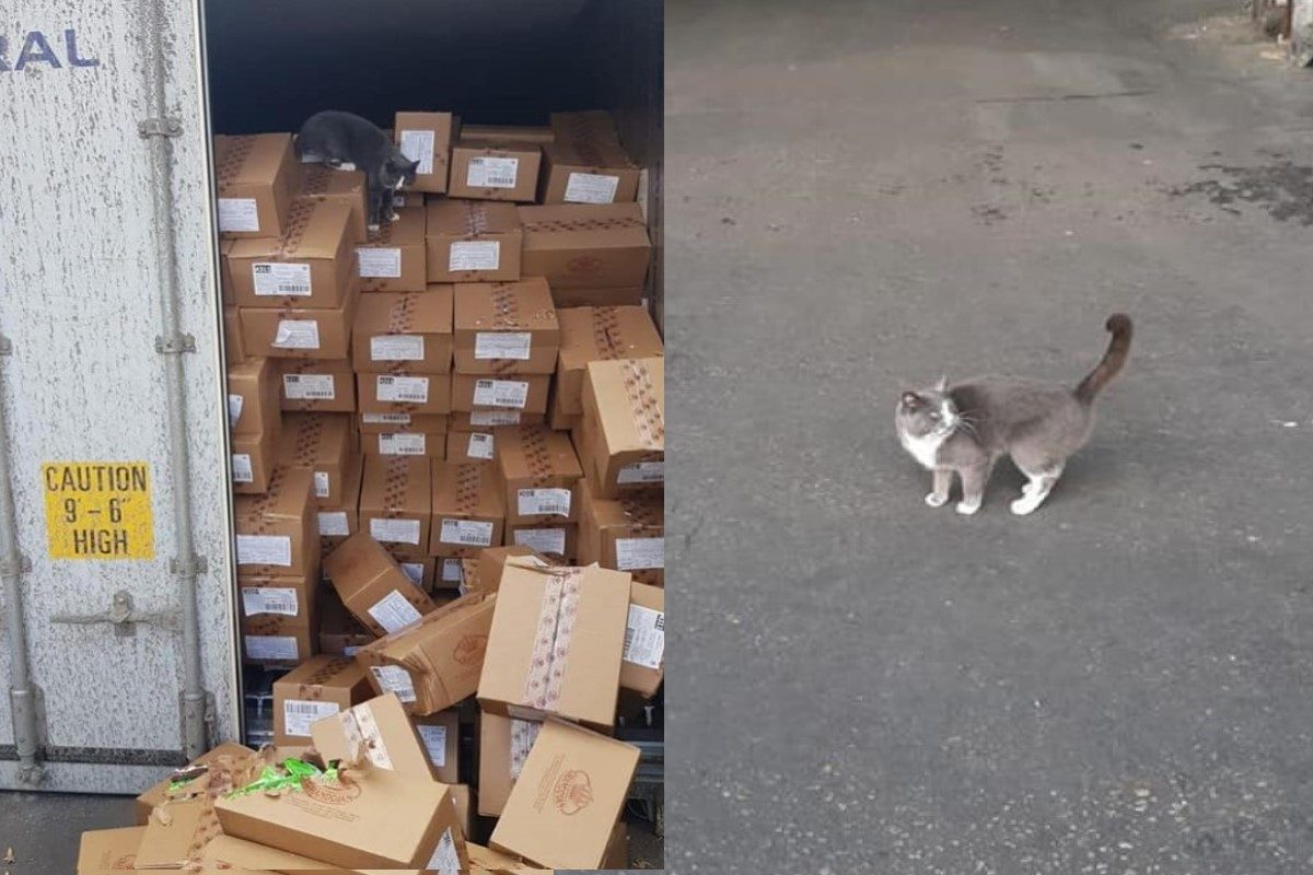 ▲超強生命力！浪貓溜進貨艙受困3週，靠「糖果充飢」成功存活。（圖／FB@Star.Shine.Shipping）