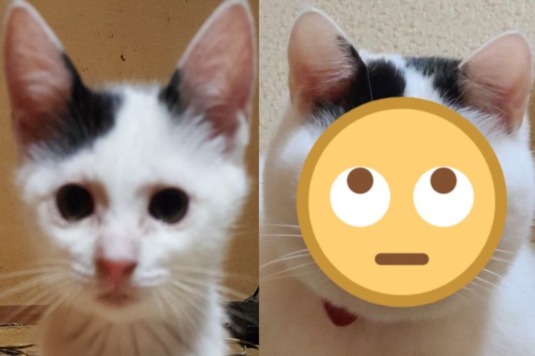 日本一名貓奴曬出貓咪的對比照，笑說長大也變太多！（圖／twitter@ sironezumi77）