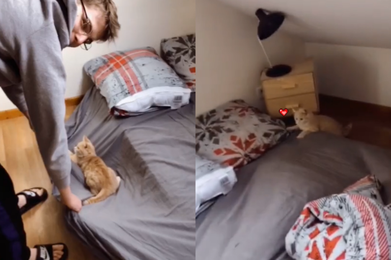 「床鋪遊戲」讓貓咪好興奮　好評火速歸位：再來一次！
