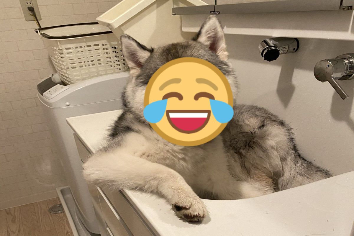 日本一隻哈士奇在洗手台上等主人沖腳（圖／twitter＠ANNA07425438）