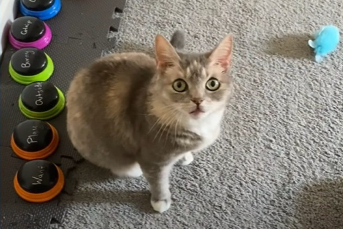 ▲主人設按鈕讓貓咪「表達意見」！牠竟然最擅長使用這單字。（圖／翻攝自YT@The Dodo）