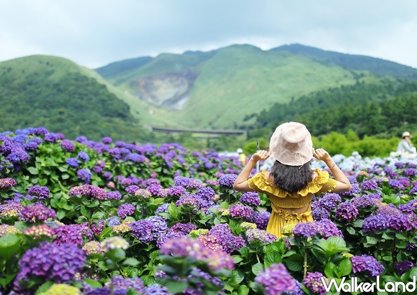 ▲不論是一片純白的海芋，還是水藍色、粉色、白色、紫紅色繡球花花海都超療癒。（圖／WalkerLand）