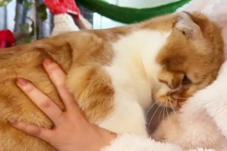 日本一隻貓咪因為不想剪指甲而跟飼主撒嬌（圖／twitter@ 2oniTomo）