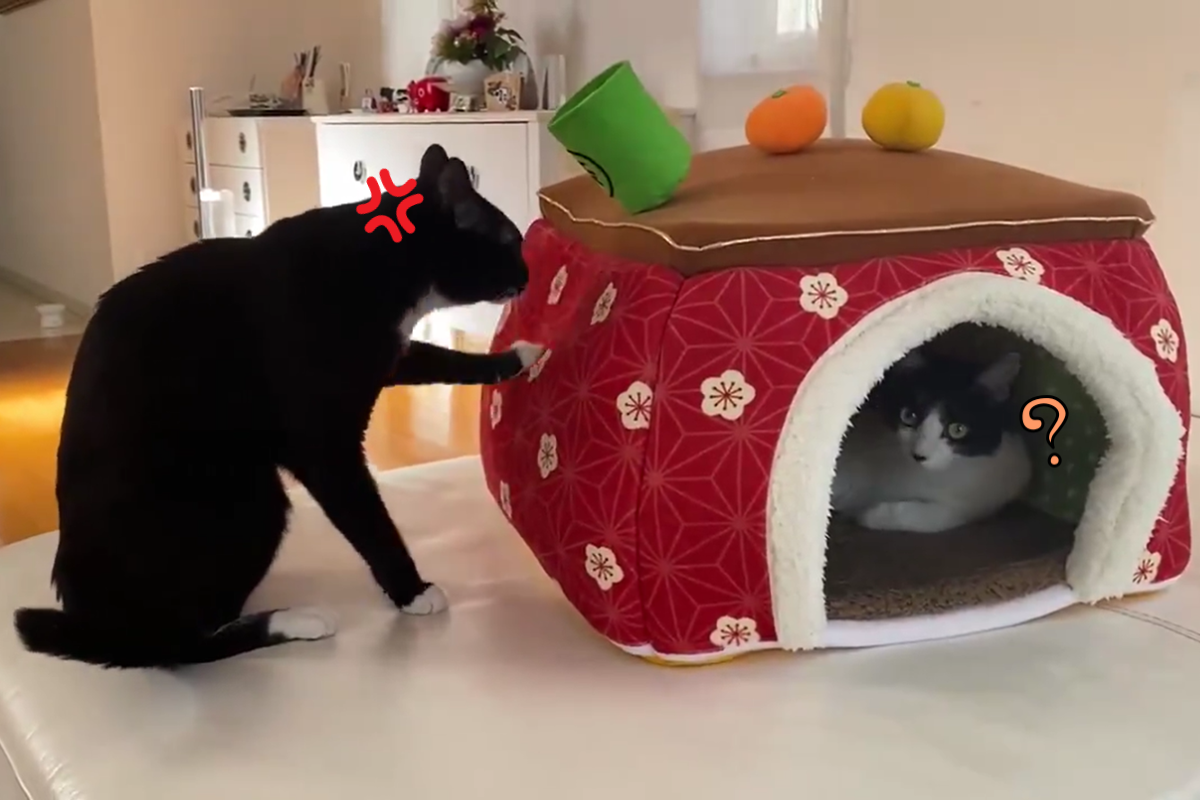 喜歡的窩被坐走，貓咪化身暴徒在屋外狂敲！（圖／Twitter＠fuji_ayako）