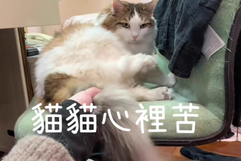 「貓與香菜」分享幾種貓奴常犯的擾貓行為（圖／Youtube@貓與香菜）