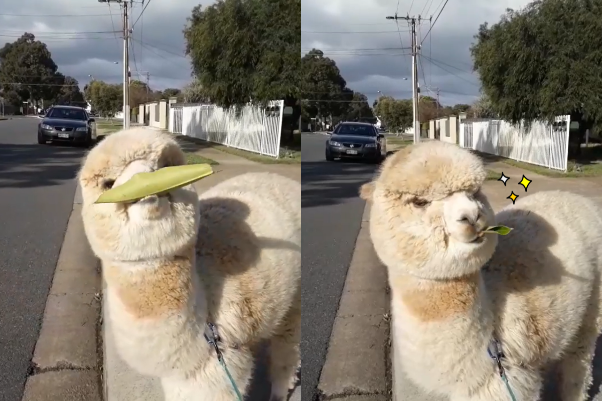 葉子太大吃不了，羊駝施展唇舌功夫輕鬆解決吃乾淨！（圖／Instagram＠alfie_the_alpaca_in_adelaide）