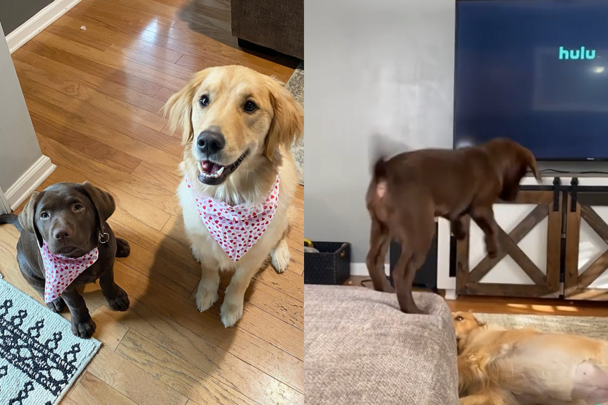 拉拉每天想「飛向宇宙」，下方黃金超緊張狂盯！（圖／Instagram@ellieandsugar000）