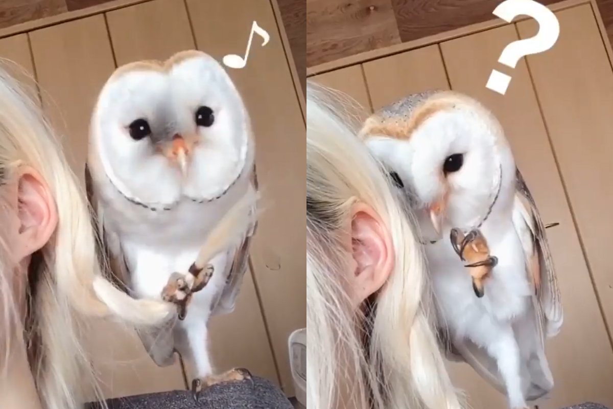 貓頭鷹玩主人頭髮，伸爪抓空表情超疑惑！（圖／Instagram＠cheek.po）