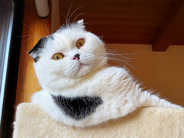 貓咪「謎之躲迷藏」雙腳伸直放空　網笑：在看VR嗎？