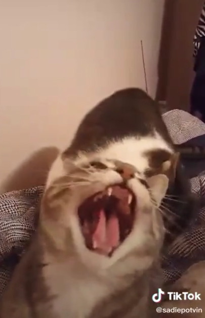 前面貓：啊啊啊啊！！救命啊！！！我被咬啦！！（圖／TiKTok@sadiepotvin）