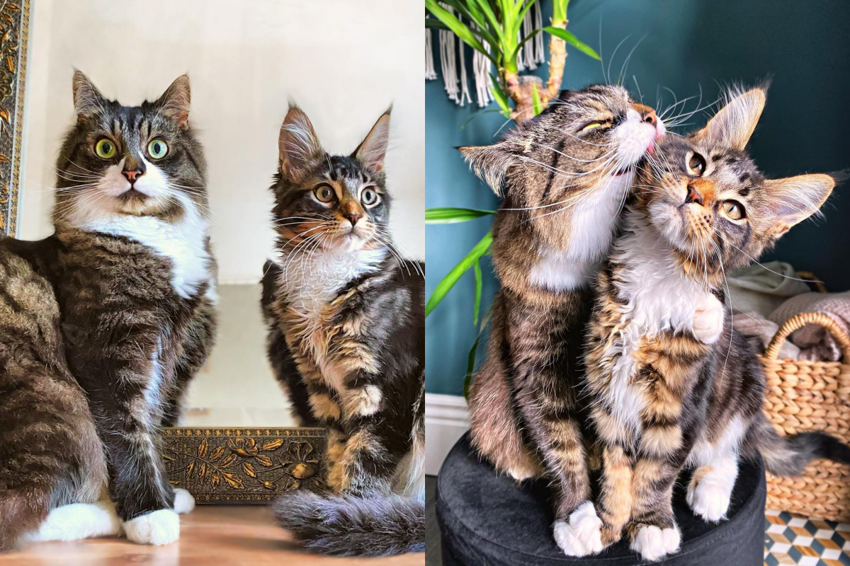 貓哥哥一臉老媽樣，霸氣狂舔喵小弟全身！（圖／Instagram＠busterthecatto）