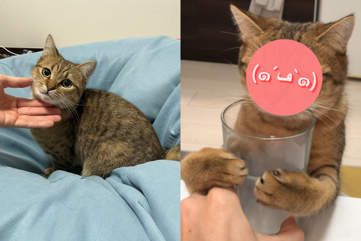 ▲奴才上班快遲到卻被「這隻」纏上！喊冤：把這張照片給公司看可以嗎？（圖／Twitter@minira_diary）