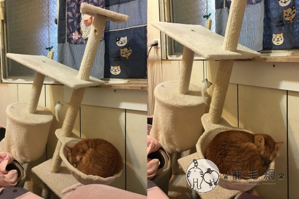 橘貓堅持睡「脊椎側彎」的跳台　網噴笑：比薩斜塔？