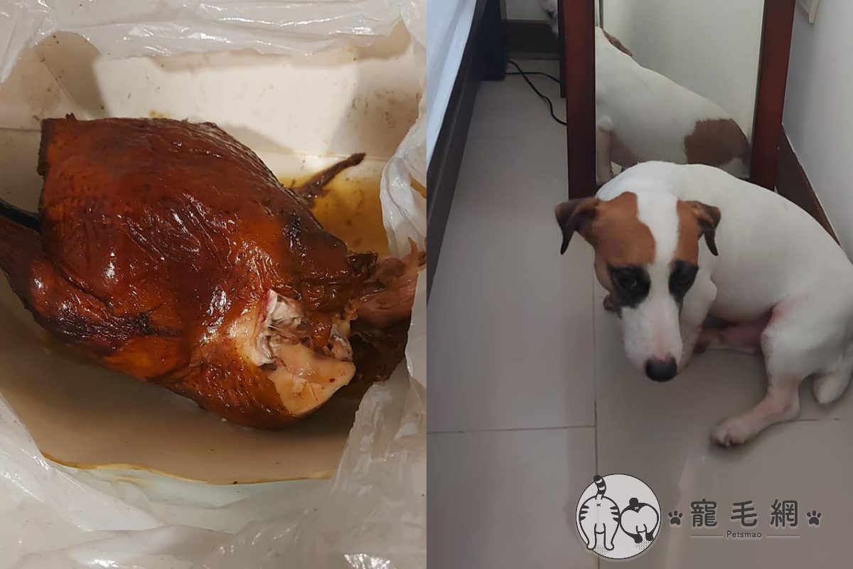 ▲回家驚見桶仔雞「慘躺牆角」！做案兇手曝光：是它誘惑偶的。（圖／網友Li Huw Lay授權提供）