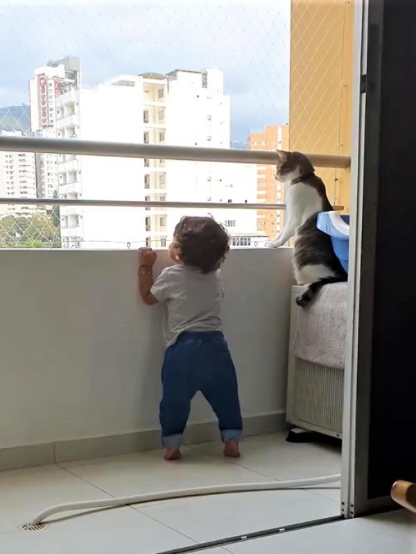 男孩想攀欄杆　貓哥哥全程緊盯不讓他靠近：危險啦！