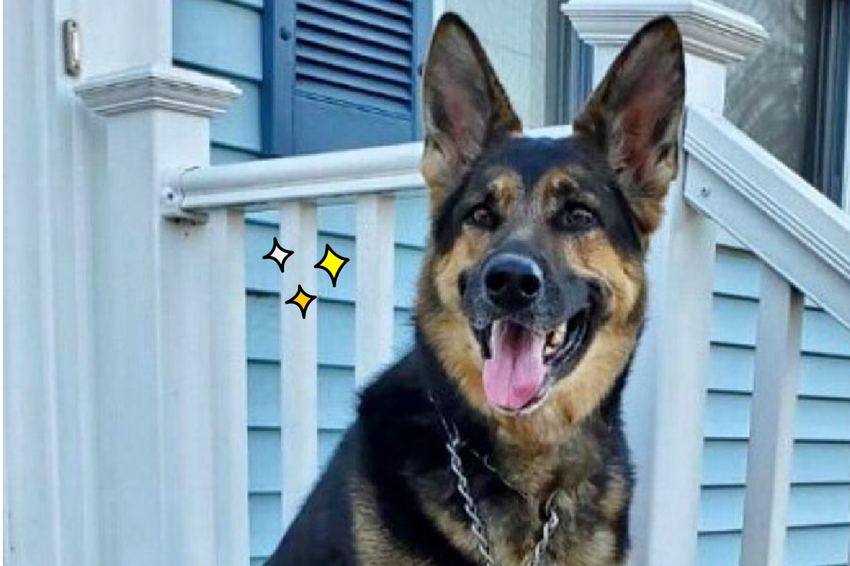 主人中風無法動彈，多虧忠心狗狗的聰明舉動得救！（圖／Facebook＠Ramapo-Bergen Animal Refuge）