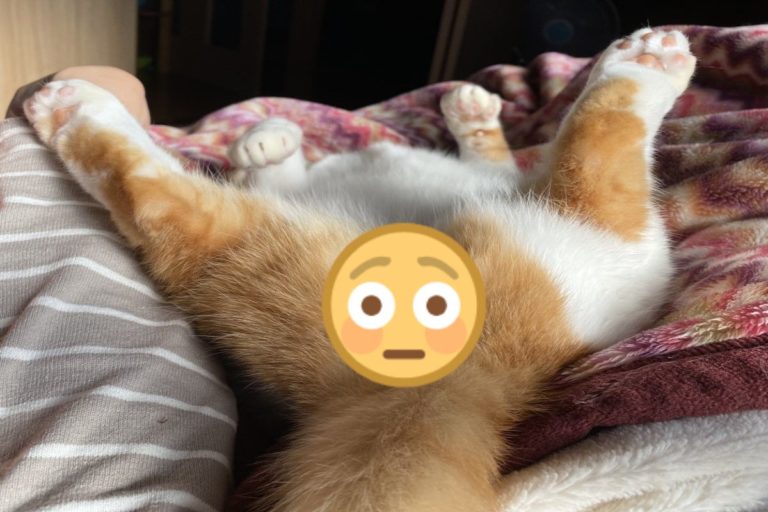 奴才睡醒見橘白貓雙腳大開　一看角度怪怪的網笑：想摸！
