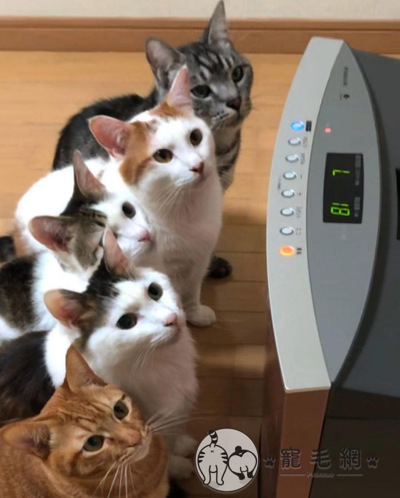 貓咪「六貼」搶電暖器　橘貓「卡位不成」怨：本喵好冷！