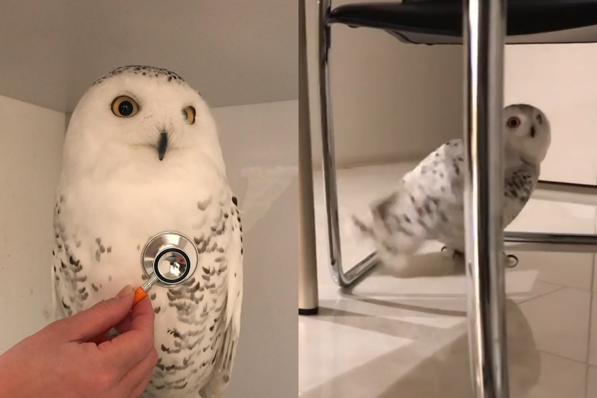 雪鴞邁長腿跑步，不時回頭鳴叫看主人！（圖／Instagram＠yumiko_296.owl）