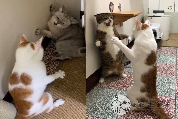 影／兩隻貓咪走廊狂奔　慢動作看奴笑：在玩「兩貓三腳」？