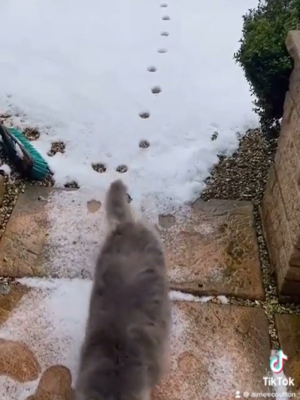 貓咪出門玩雪竟走「原足跡」回家　網驚：有強迫症？