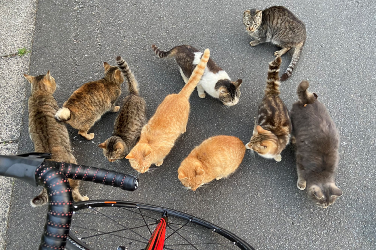 日本推主騎自行車，竟遇上一群惡霸肥貓！（圖／Twitter@sht_stars）