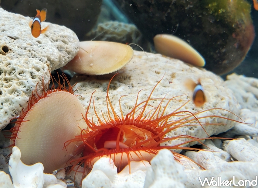 ▲俗稱火焰貝的「電光紅」粗面弧蛤，在鮮紅的觸鬚中閃著陣陣螢光，彷彿海洋中的火焰般讓人著迷。（圖／WalkerLand）