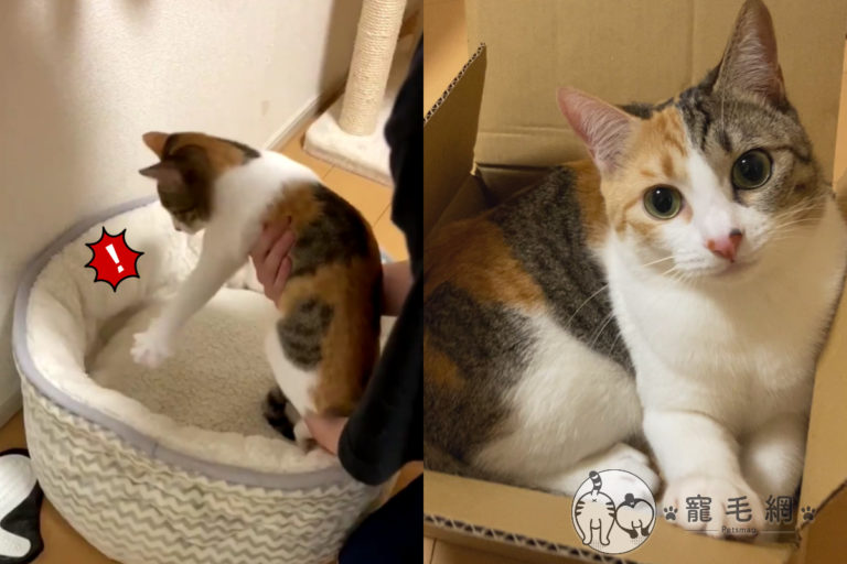 日本推主特地買貓窩送家裡養的三花貓，沒想到卻遭到嫌棄！（圖／Twitter@m_yuki_chi授權）