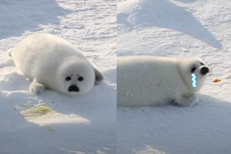 海豹寶寶雪地中「焦急踏步」找媽媽　網笑：好像要哭哭惹！
