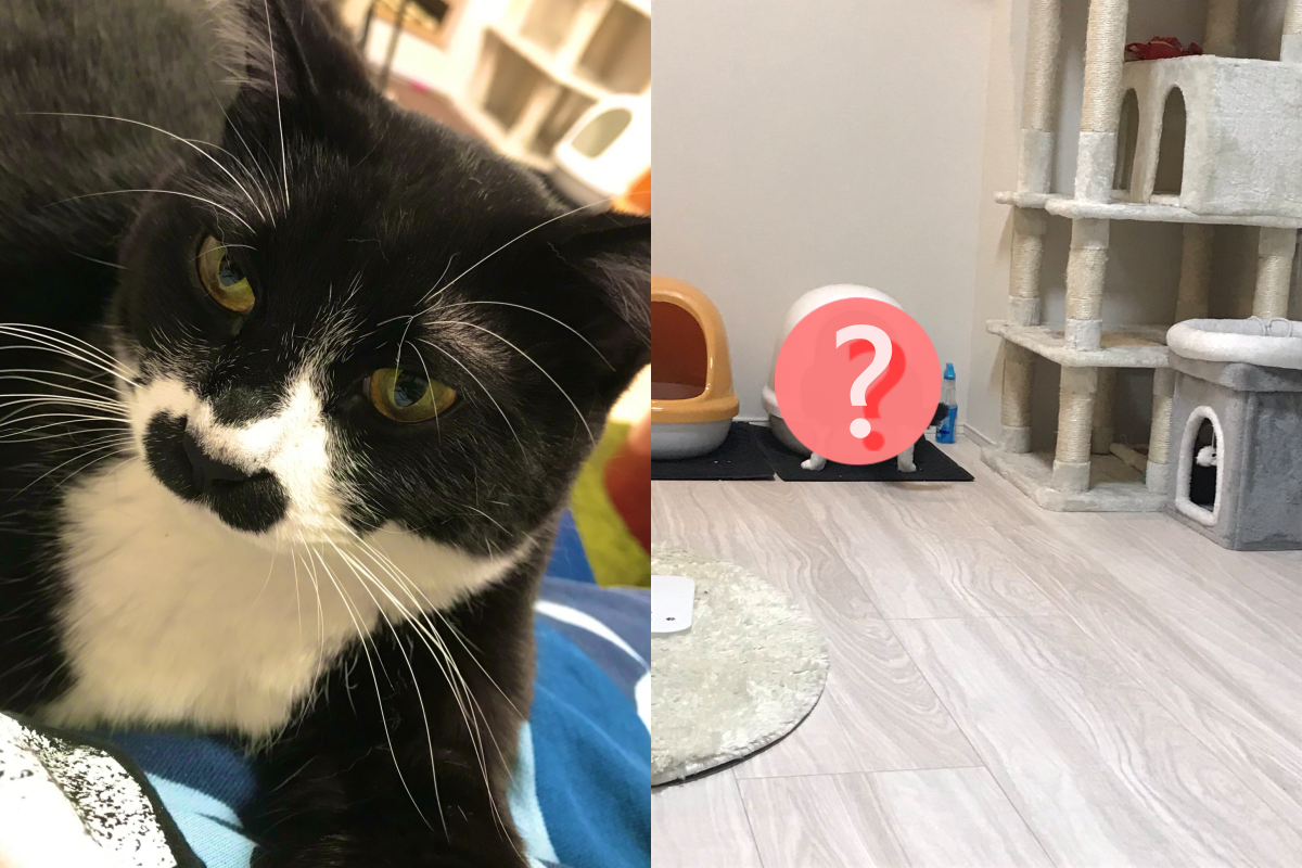 ▲貓咪「奇特便便法」太神祕！網崩潰：都在外面了啦。（圖／Twitter＠mariniyan_m）