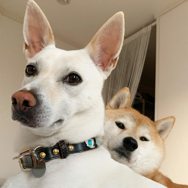 是兩隻感情很好的狗狗（好像在自拍）（圖／Instagram＠haruharu040777）