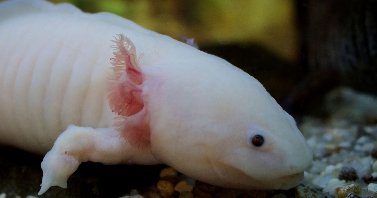 ▲Others compared the design to axolotls, a salamander commonly known as the “walking fish” and a common pet for many. (Photo courtesy of Shutterstock)