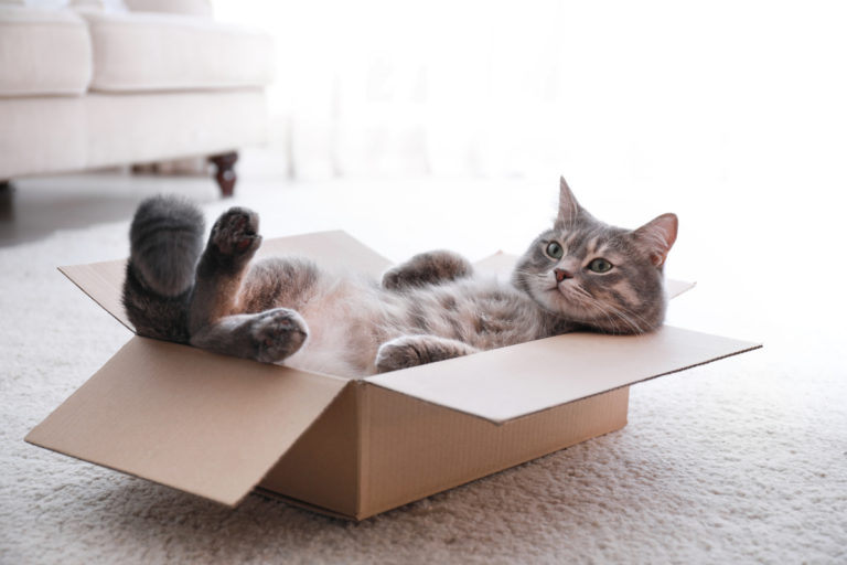 紙箱有什麼魔力？為什麼每次貓咪看到紙箱就要鑽？（圖／shutterstock）