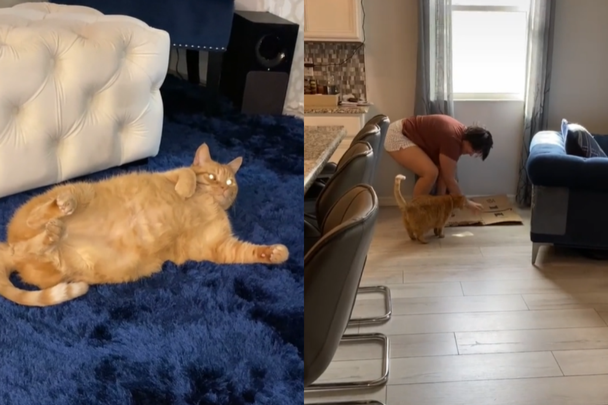 人類親自示範「爪爪怎麼磨」，貓貓超認真聽講！（圖／TiKTok＠mikapinheiro5）