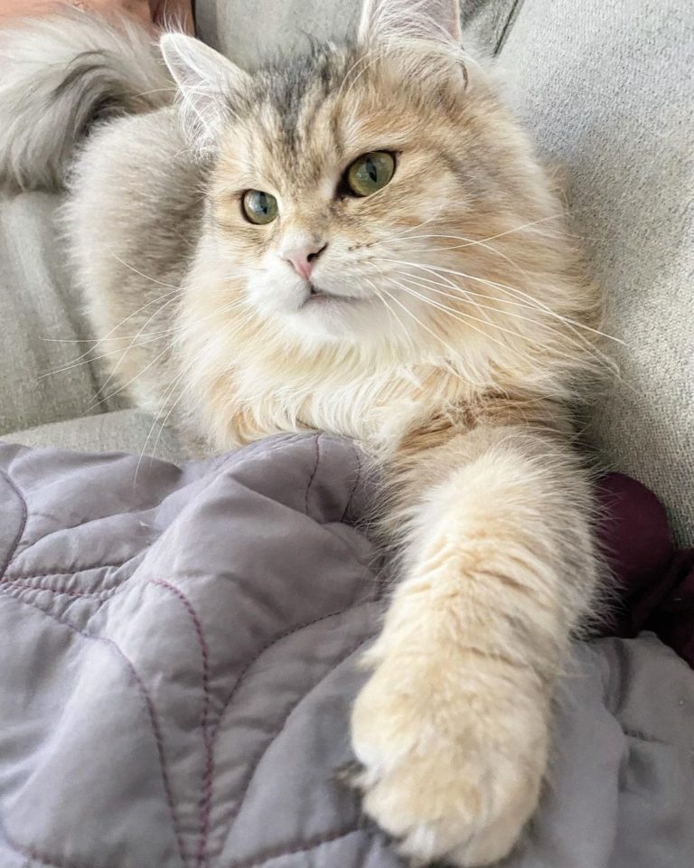 平時是隻漂亮的貓貓。（圖／Instagram＠moscow_the_siberian_cat）