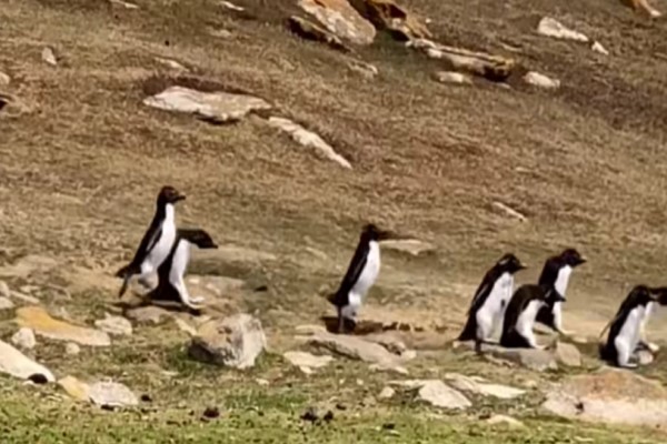 2隊企鵝巧遇打招呼　有隻「傻傻對郎造」同伴急呼：這邊啦！