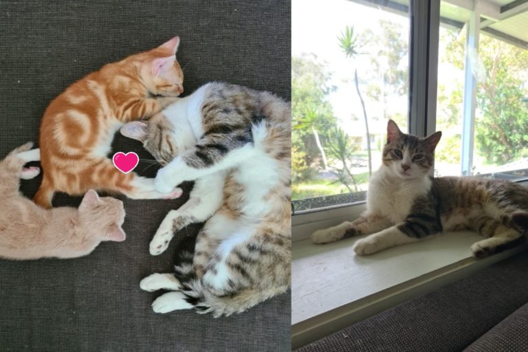 國外一名網友的公貓陸續帶了四隻小貓回家（圖／FB@Temika Jayne）