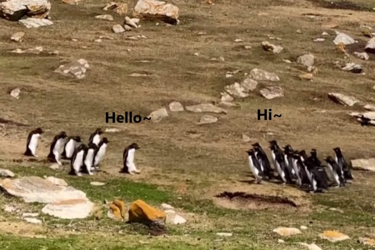 2隊企鵝巧遇打招呼　有隻「傻傻對郎造」同伴急呼：這邊啦！
