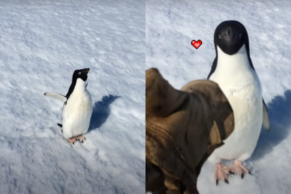 ▲阿德利企鵝「派慶慶」！男搖手套逗弄，牠「邊搖邊吼叫」：你當我貓？（圖／Youtube＠Polar Lights）