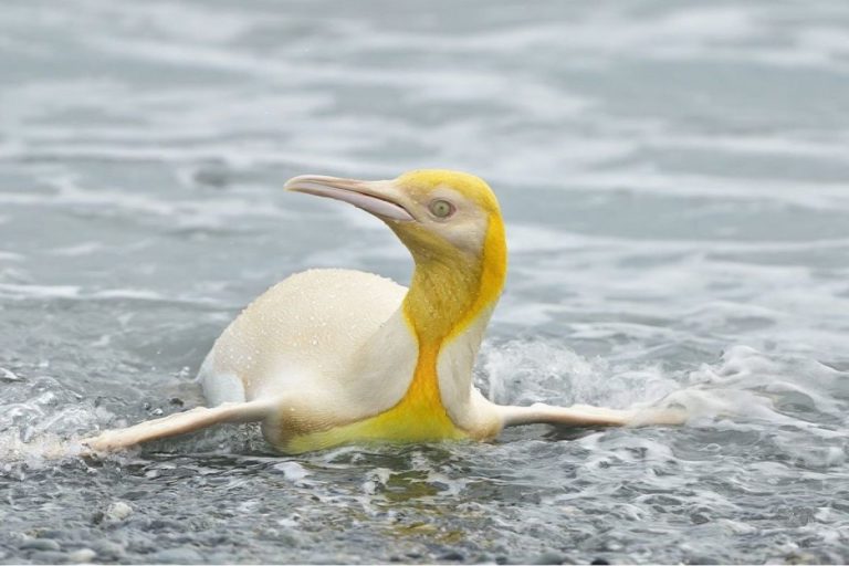 比利時一名攝影師在南喬治亞島遇見一隻罕見的「黃金企鵝」（圖／IG＠yves_adams）