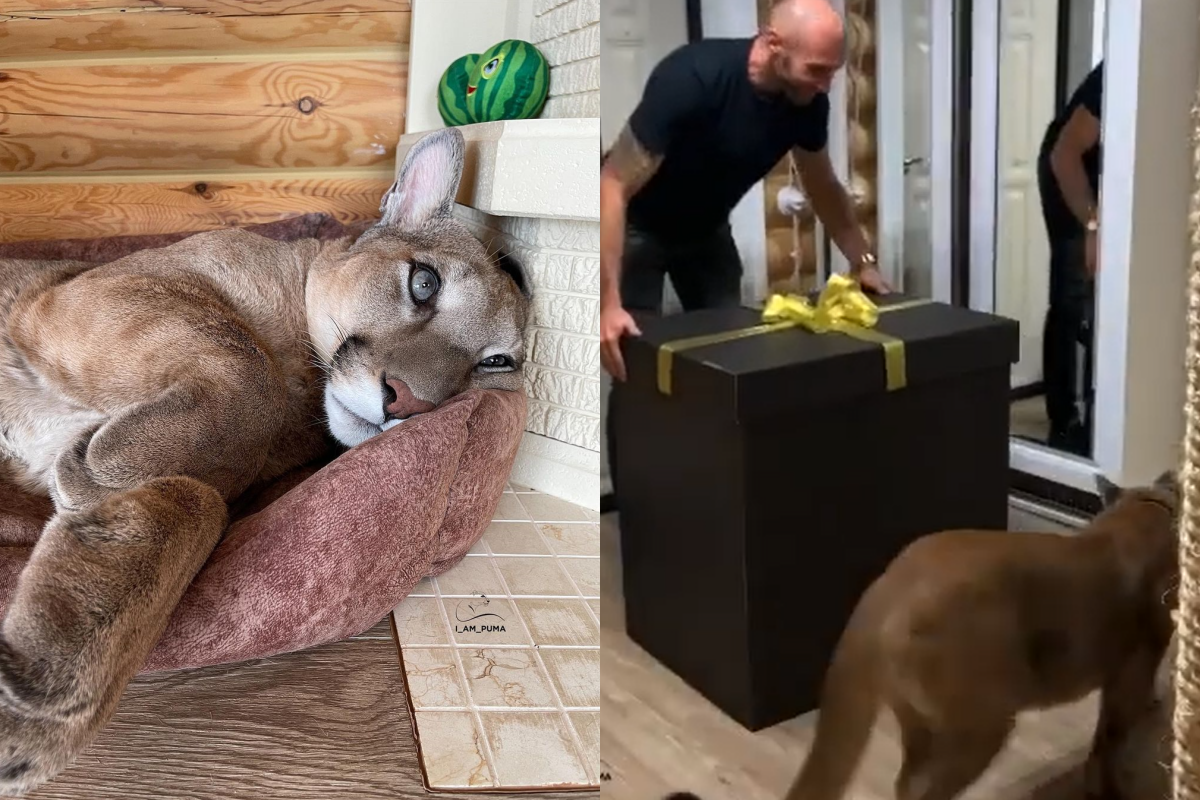 ▲主人收到巨型禮物盒！美洲獅衝來「一口咬住」：是偶的！（圖／Instagram＠l_am_puma）