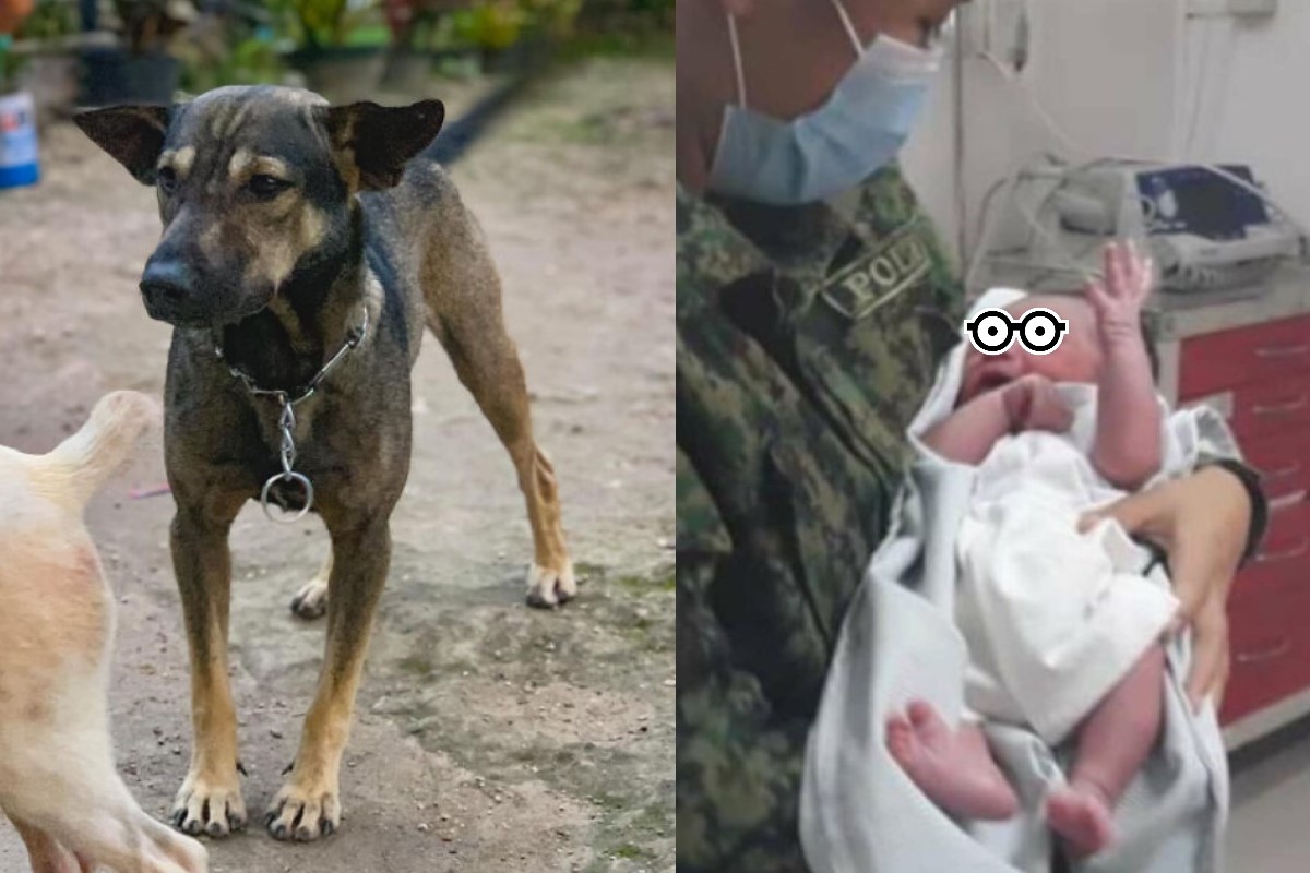 狗狗向男子求救，原來是要救援一名棄嬰（圖／FB@Hope for Strays）